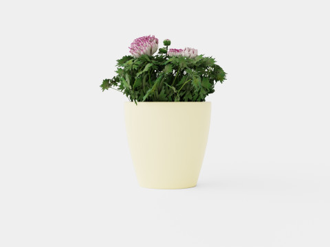 Ranunculus a Mache Vanilla Rose 3D Model