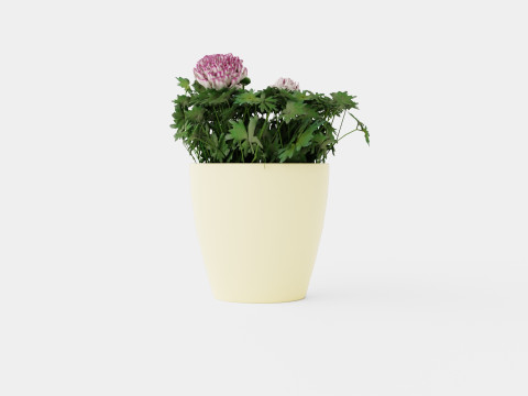 Ranunculus a Mache Vanilla Rose 3D Model