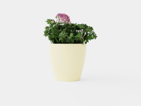 Ranunculus a Mache Vanilla Rose 3D Model