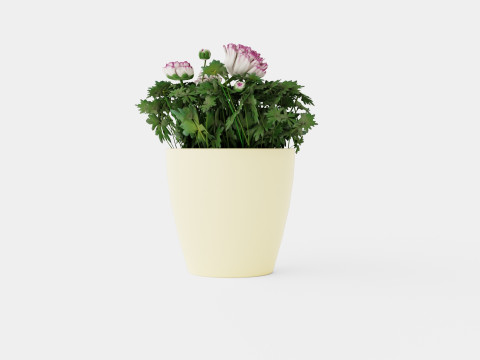 Ranunculus a Mache Vanilla Rose 3D Model