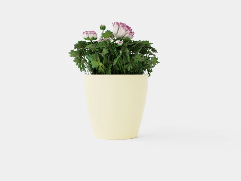 Ranunculus a Mache Vanilla Rose 3D Model