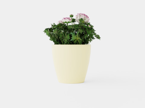 Ranunculus a Mache Vanilla Rose 3D Model