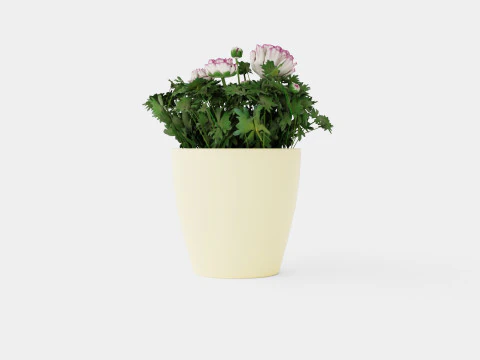 Ranunculus a Mache Vanilla Rose 3D Model