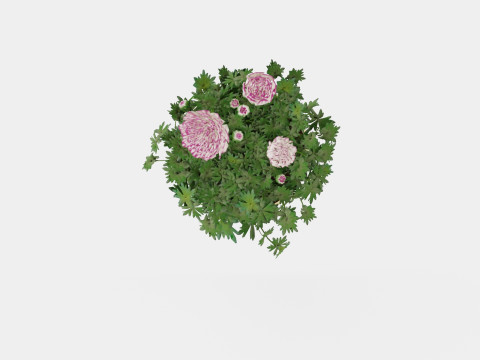 Ranunculus a Mache Vanilla Rose 3D Model