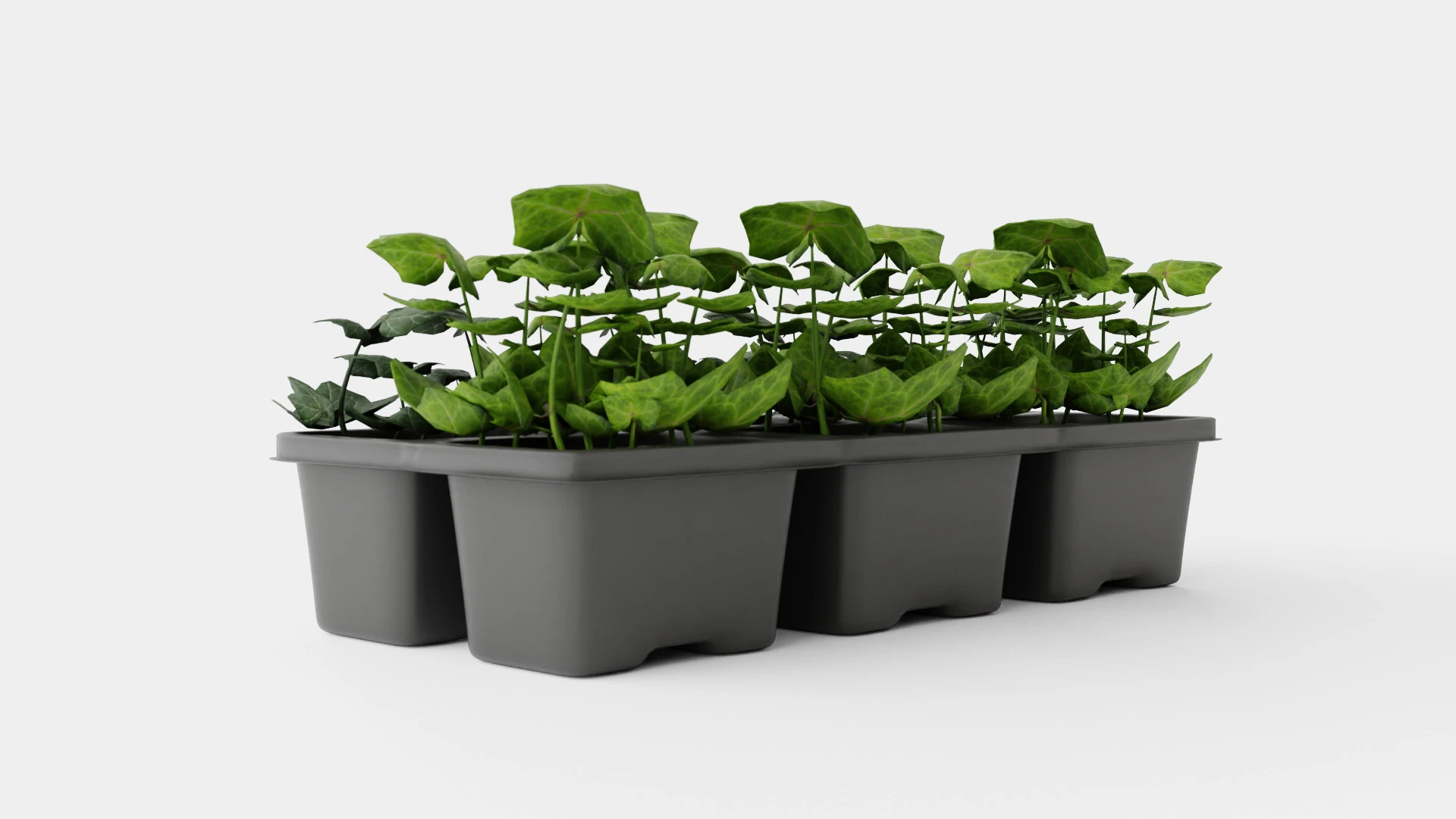 Hedera helix 6 pack 3D Model .c4d .max .obj .3ds .fbx .stl .blend 