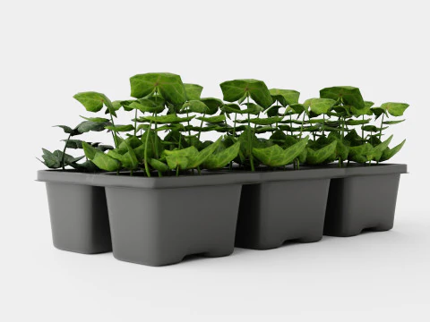 Hedera helix 6 pack 3D Model