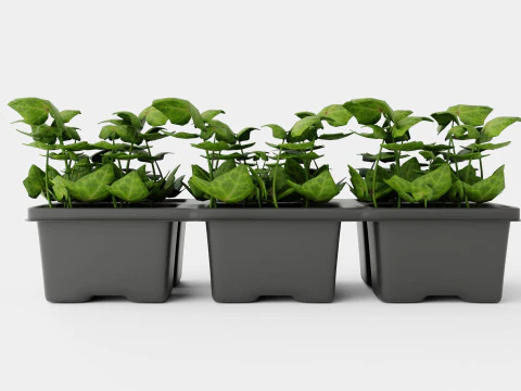 Hedera helix 6 pack 3D Model