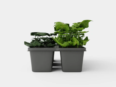 Hedera helix 6 pack 3D Model