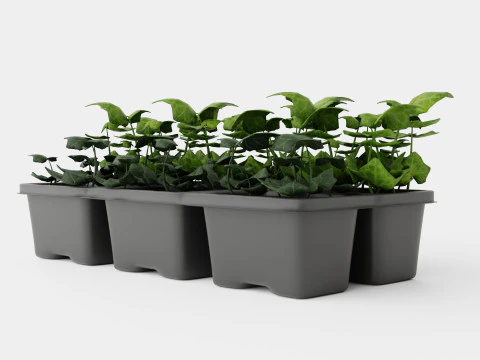 Hedera helix 6 pack 3D Model