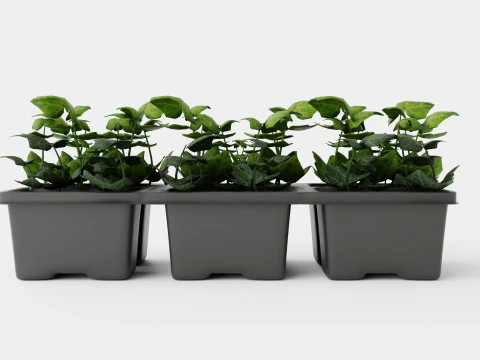 Hedera helix 6 pack 3D Model