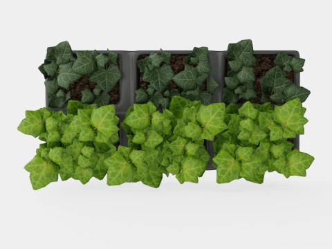 Hedera helix 6 pack 3D Model