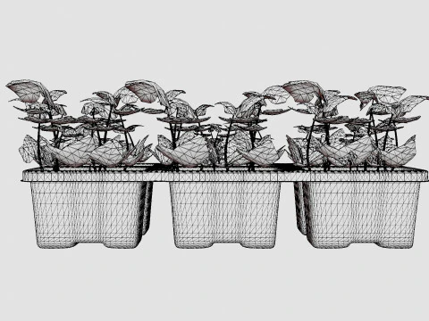 Hedera helix 6 pack 3D Model