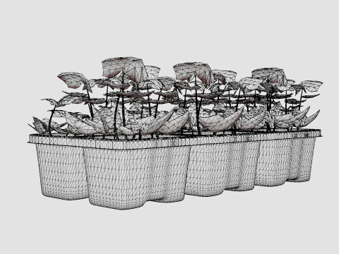 Hedera helix 6 pack 3D Model