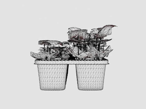 Hedera helix 6 pack 3D Model