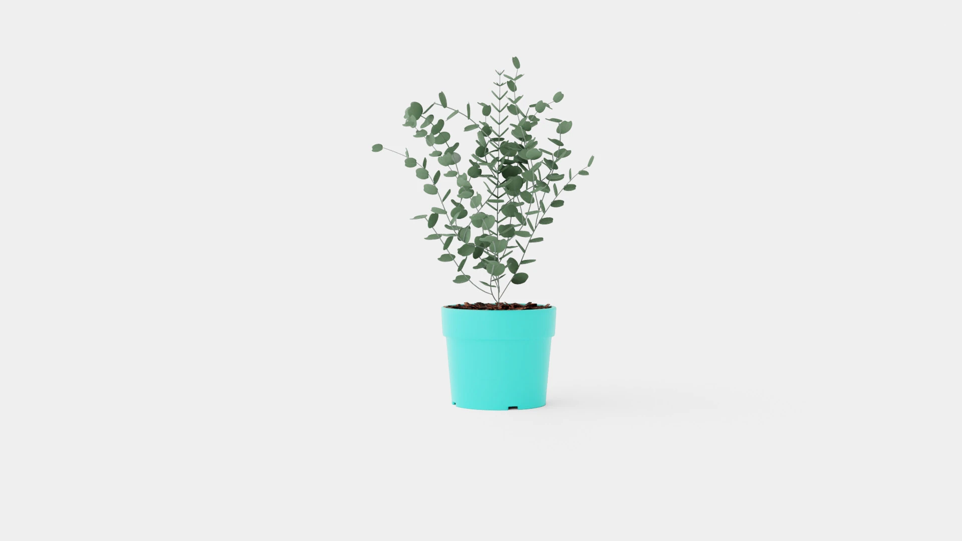 Eucalyptus gunnii Azura 3D Model .c4d .max .obj .3ds .fbx .stl .blend 