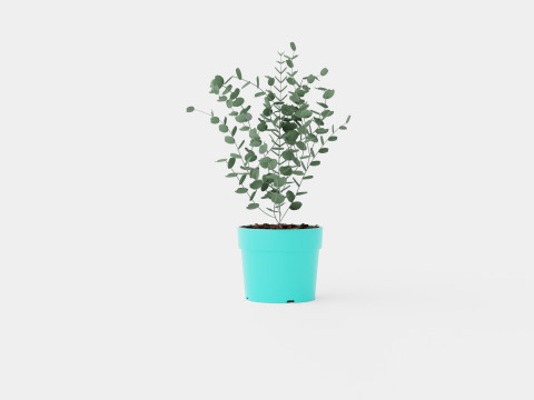 Eucalyptus gunnii Azura 3D Model