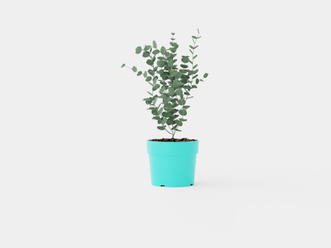Eucalyptus gunnii Azura 3D Model