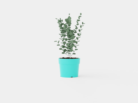 Eucalyptus gunnii Azura 3D Model