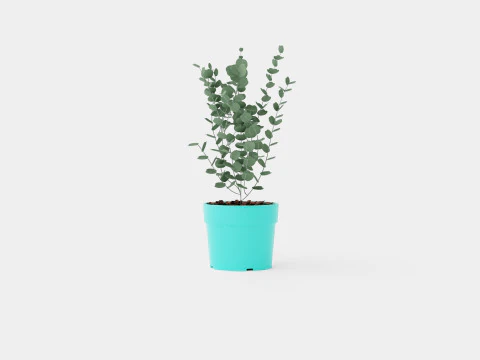 Eucalyptus gunnii Azura 3D Model