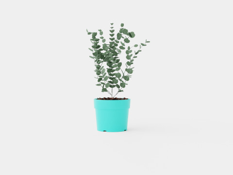 Eucalyptus gunnii Azura 3D Model
