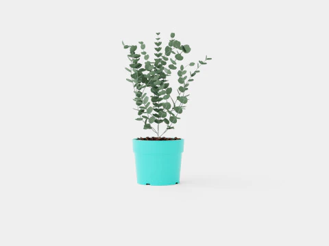 Eucalyptus gunnii Azura 3D Model