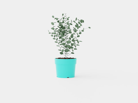 Eucalyptus gunnii Azura 3D Model