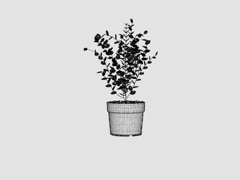 Eucalyptus gunnii Azura 3D Model