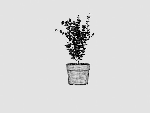 Eucalyptus gunnii Azura 3D Model