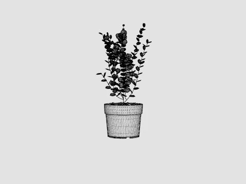 Eucalyptus gunnii Azura 3D Model