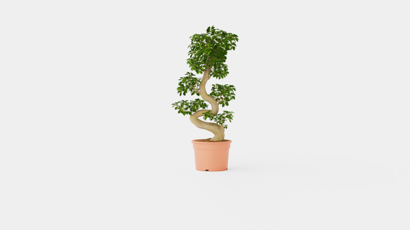 Ficus macrocarpa S shape 3D 模型 .c4d .max .obj .3ds .fbx .stl .blend 