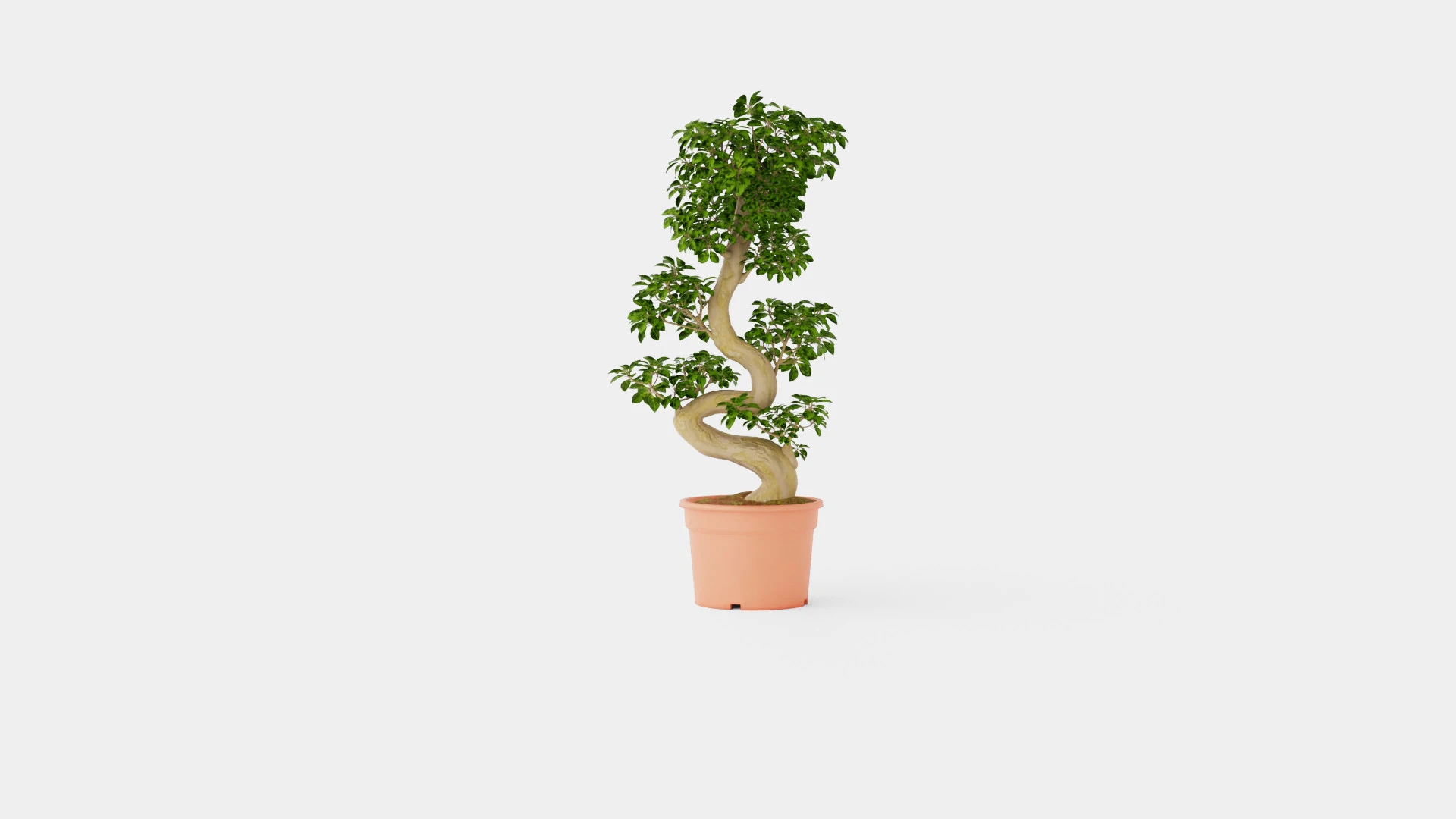 Ficus macrocarpa S shape 3D Model .c4d .max .obj .3ds .fbx .stl .blend 