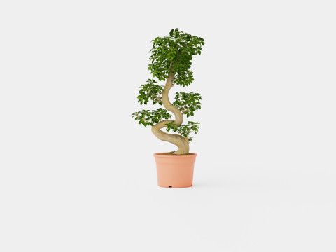 Ficus macrocarpa S shape 3D Model