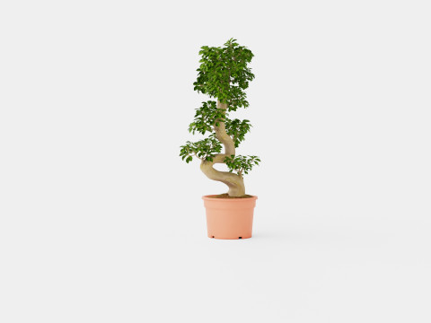 Ficus macrocarpa S shape 3D 模型