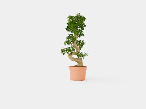 Ficus macrocarpa S shape 3D Model