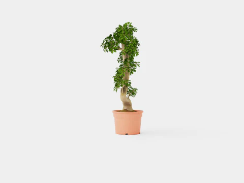 Ficus macrocarpa S shape 3D Model