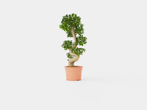 Ficus macrocarpa S shape 3D 模型