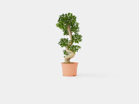 Ficus macrocarpa S shape 3D Model