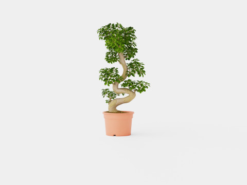 Ficus macrocarpa S shape 3D 模型