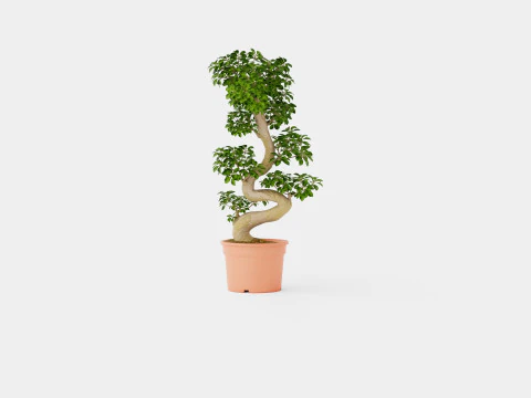 Ficus macrocarpa S shape 3D Model