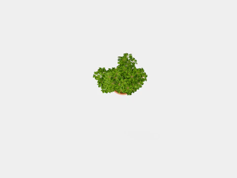 Ficus macrocarpa S shape 3D Model