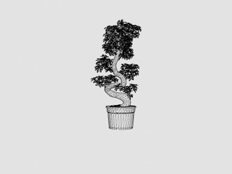 Ficus macrocarpa S shape 3D 模型