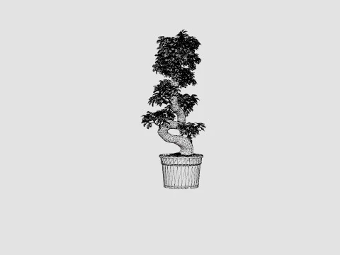 Ficus macrocarpa S shape 3D Model