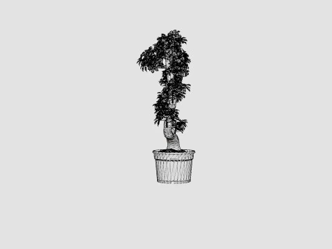 Ficus macrocarpa S shape 3D Model