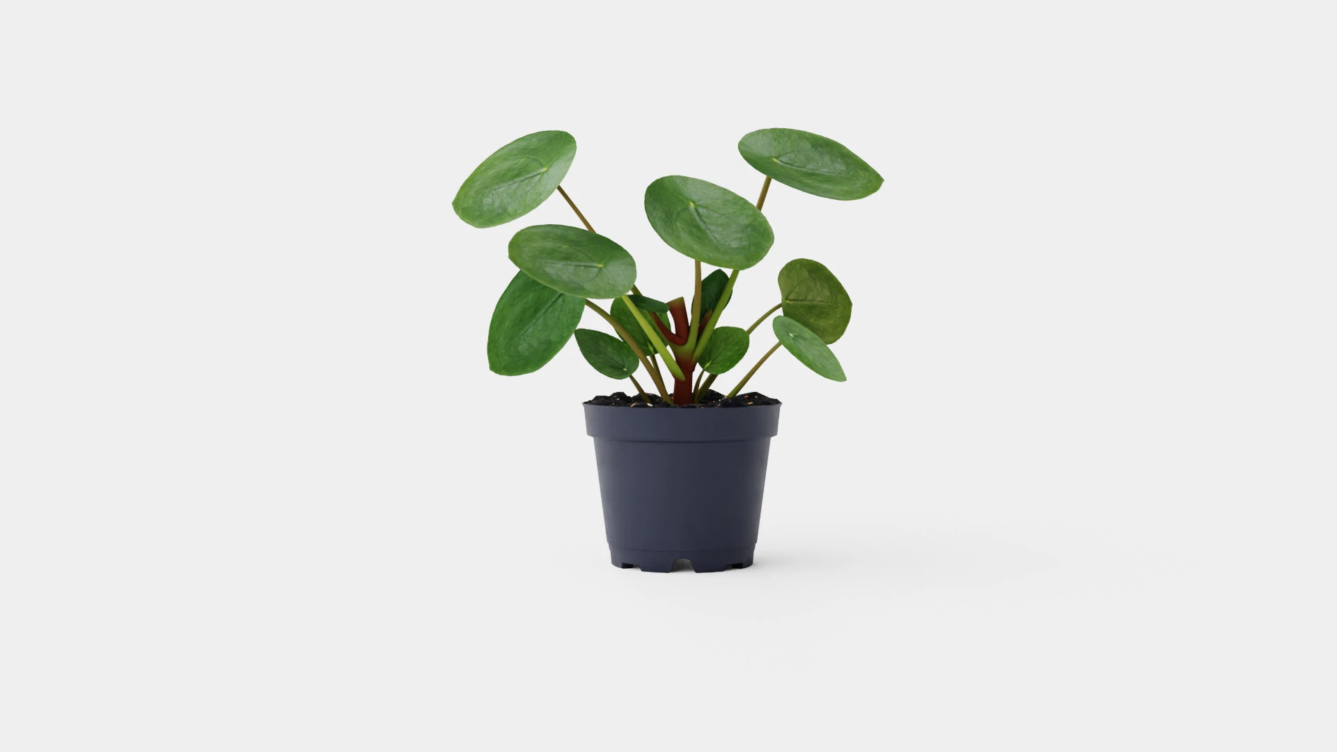 Pilea peperomioides 3D Model .c4d .max .obj .3ds .fbx .stl .blend