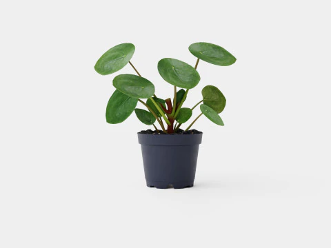 Пилея пеперомиоидная 3D Модель