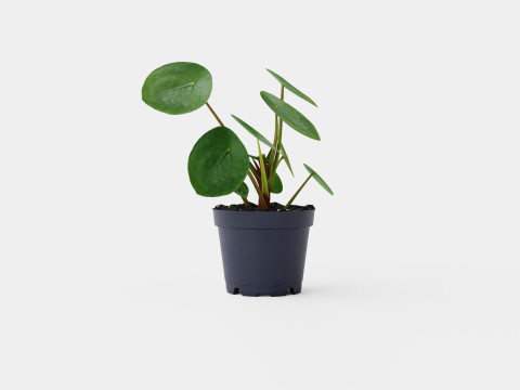 Pilea peperomioides Modelo 3D