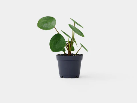 Pilea peperomioides 3D Model