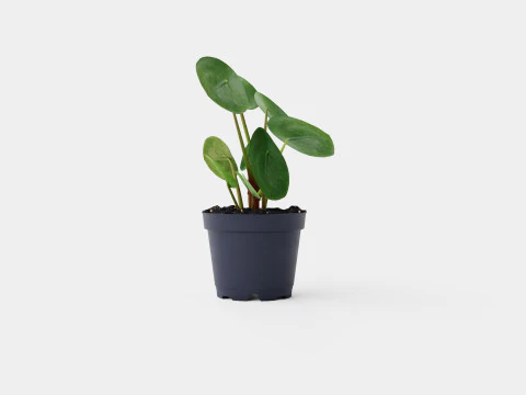 Pilea peperomioides 3D Model