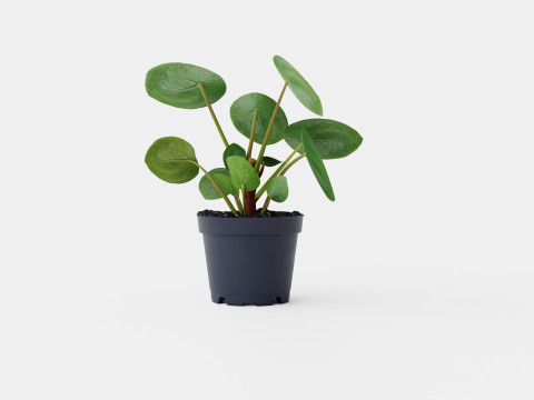 Pilea peperomioides Modelo 3D