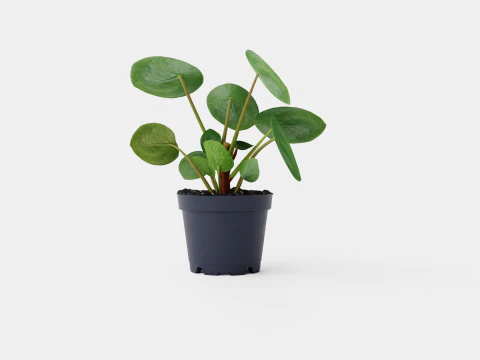 Pilea peperomioides 3D Model